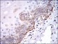 SRC Antibody